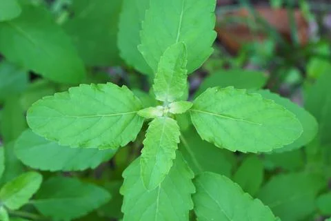Basil leaves 库存照片