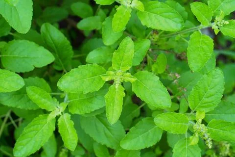Basil leaves Stock Photos