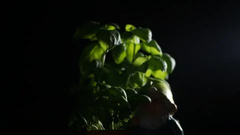 Basil leaves Stock Photos