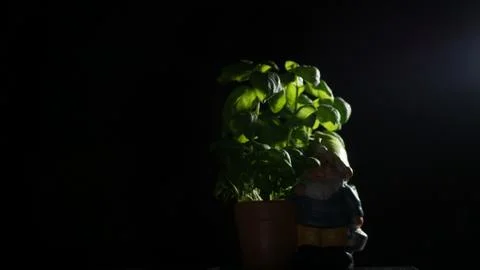 Basil leaves Stock Photos