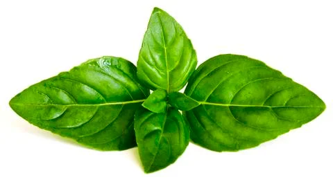 Basil leaves Stock Photos