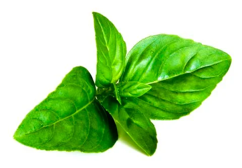 Basil leaves Stock Photos