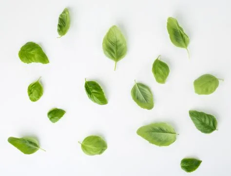 Basil leaves Foto stock