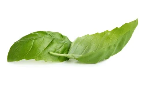 Basil leaves Stock Photos