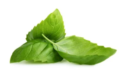 Basil leaves Stock Photos