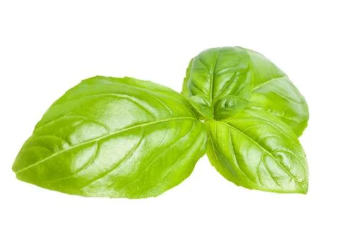 Basil leaves Stock Photos