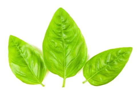 Basil  leaves Stock Photos