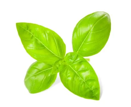 Basil  leaves Stock Photos