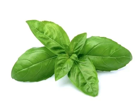 Basil leaves. Stock Photos