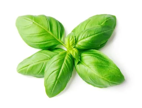 Basil leaves. Stock Photos