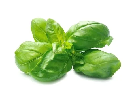 Basil leaves Foto stock