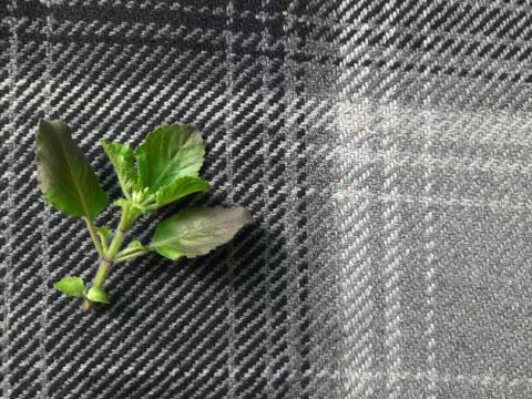 Basil leaves Stock Photos