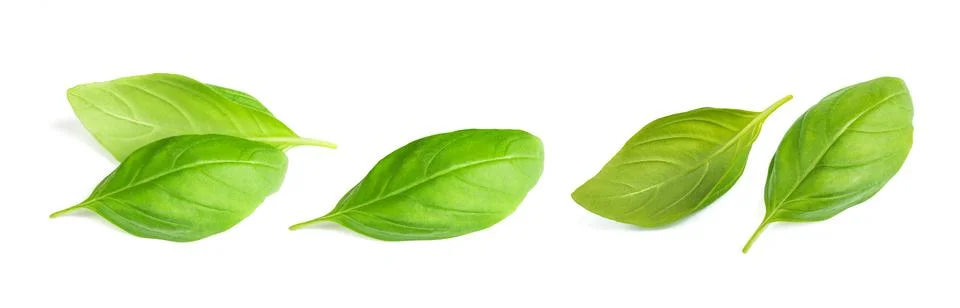 Basil leaves Stock Photos