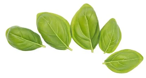 Basil leaves Stock Photos