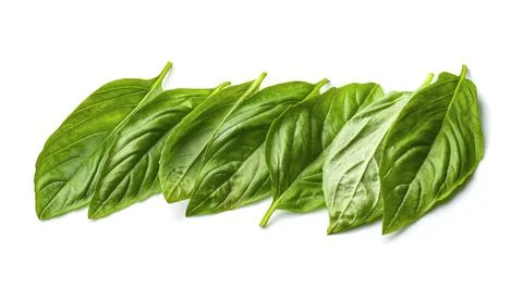 Basil leaves Stock Photos
