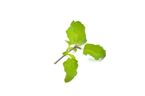 Basil leaves Stock Photos