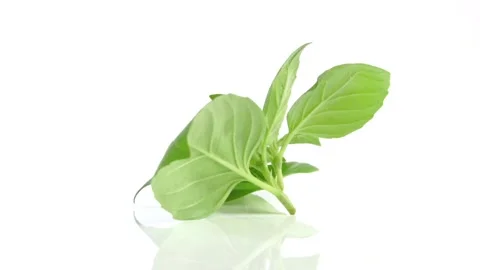 Basil leaves rotating Stock Footage 277351000