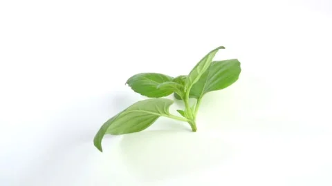 Basil leaves rotating on white background isolated - Basilikum Stock Footage 276905921