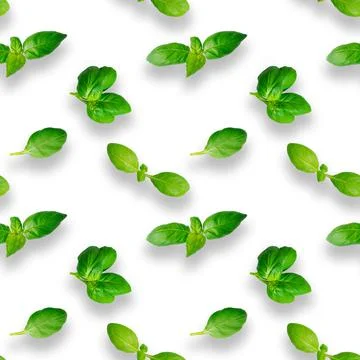 Basil leaves seamless pattern isolated on white background. Top view. Flat lay Stock Photos