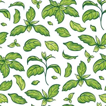 Basil leaves, seamless pattern. Vector botanical art. Aromatic herbs. Suitable Illustrazione stock