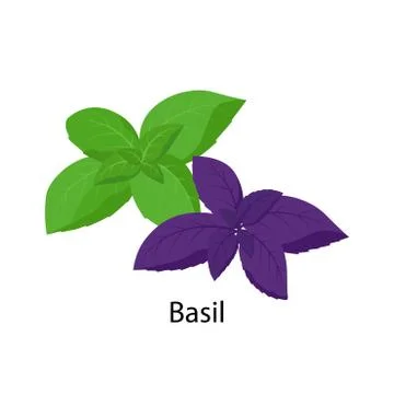 Basil leaves spice vector illustration in flat design isolated on white Illustrazione stock