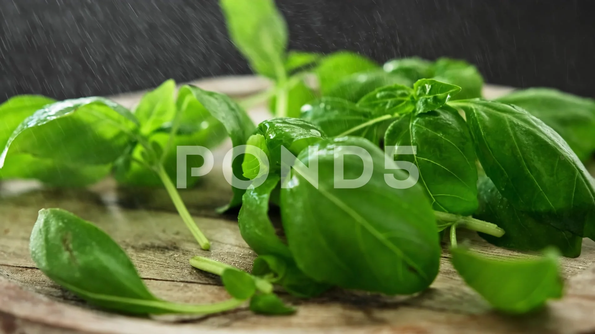 Basil leaves sprayed with water