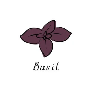 Basil leaves. Vector flat illustration. Basil herb logo Stock Illustration
