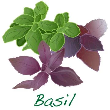 Basil leaves vector Stock Illustration