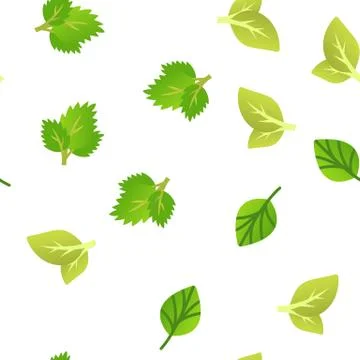 Basil Leaves Vector Seamless Pattern Illustrazione stock