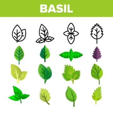 Basil Leaves Vector Thin Line Icons Set Illustrazione stock