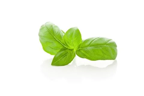 Basil leaves on white background Stock Photos