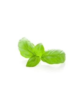 Basil leaves on white background Stock Photos