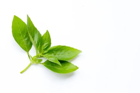 Basil leaves on white background. Stock Photos