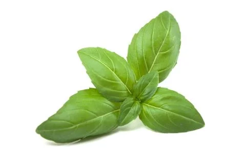 Basil leaves on white background Stock Photos