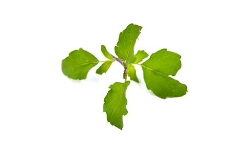 Basil leaves on white background Stock Photos