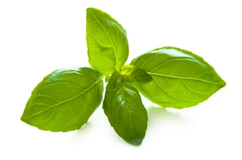 Basil leaves on white Stock Photos