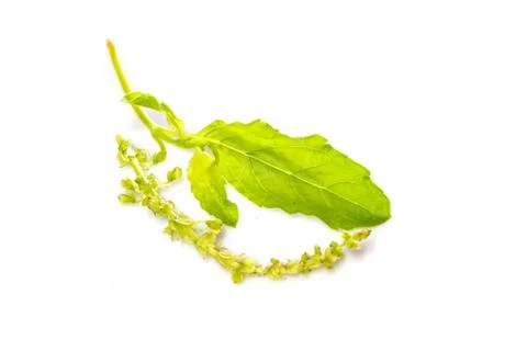 Basil leaves on white Stock Photos