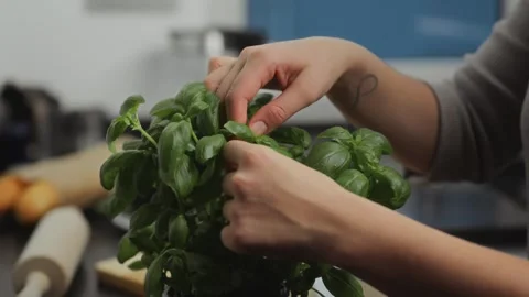 Basil leaves. A woman's hand plucks a few stalks of basil from a bush. Fresh Stock Footage 263441996