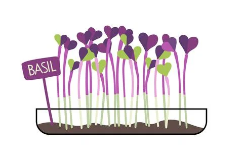 Basil Microgreens in transparent box on white background. Purple basil, fresh Illustrazione stock