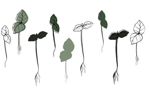 Basil microgreens vector hand drawn illustration. Contour and green plant Stock Illustration