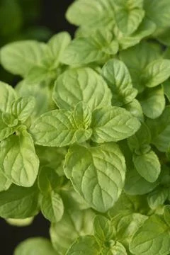 Basil Mint Stock Photos