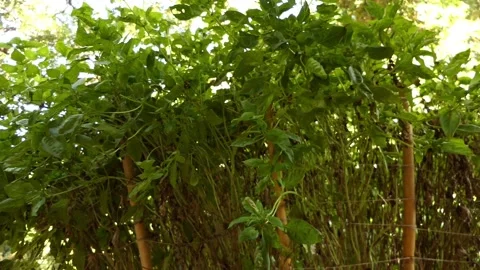 Basil (Ocimum basilicum), also called great basil, is culinary herb of family Stock Footage 153315810