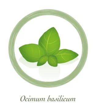 Basil Ocimum Basilicum Culinary Herb Logo Stock Illustration