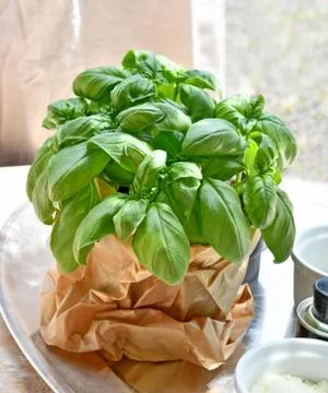 Basil , Ocimum basilicum, is a culinary herb Stock Photos