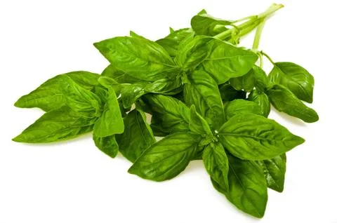 Basil (ocimum basilicum) Stock Photos