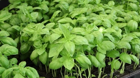 Basil [ocimum basilicum] Stock Footage 40342848
