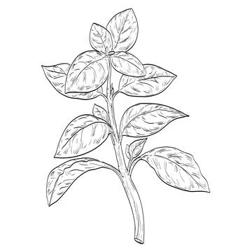 Basil or Ocimum Basilicum Plant Drawing. Illustrazione stock