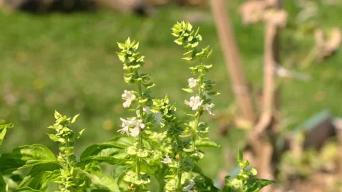 Basil organic growing blooming herb Stock Footage 282676537