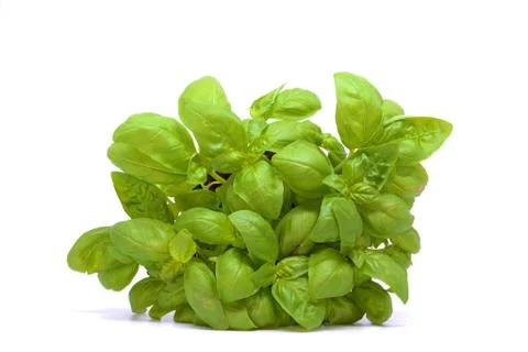 Basil, organic on white background.Basil isolated on white background. Stock Photos