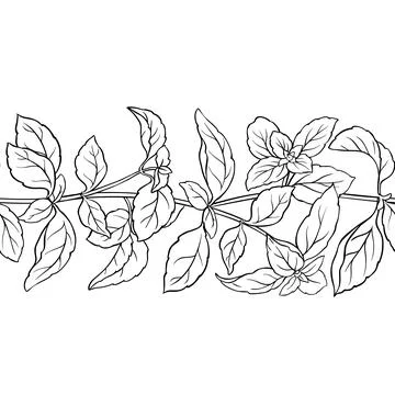 Basil Outline Horizontal Seamless Pattern. Stock-Illustration